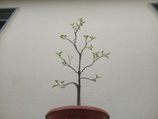 Bonsai cornus kousa - cornus,