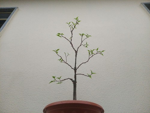 Bonsai cornus kousa - bonsai,