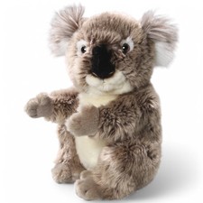 Orso koala circa - 22, cm