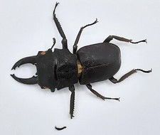 Lucanidae gnaphaloryx opacus - lucanidae,,