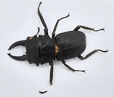 Lucanidae, Gnaphaloryx opacus, Negros, A1-, 31+ mm, #LM254