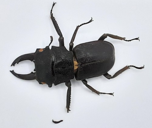 Lucanidae gnaphaloryx opacus - lucanidae,,