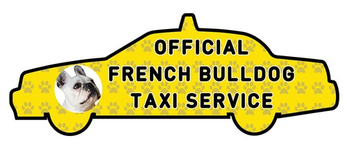 Funny french bulldog - bulldog, taxi