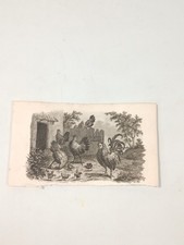 Stampa antica galli galline - stampa,