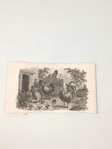 Stampa antica galli galline - antica,