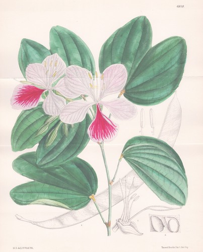 Bauhinia variegata east indies - variegata,