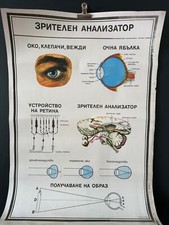 Poster anatomia medica vintage