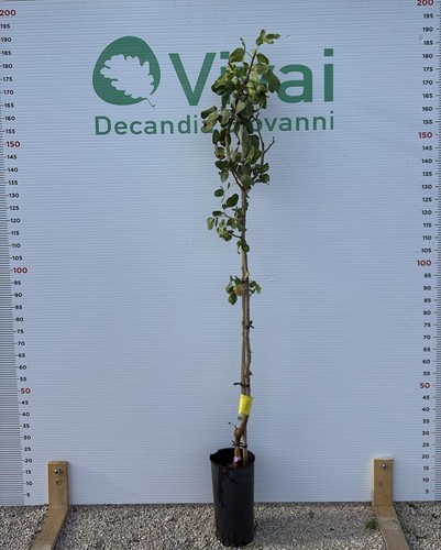 Pianta pistacchio varieta - di,