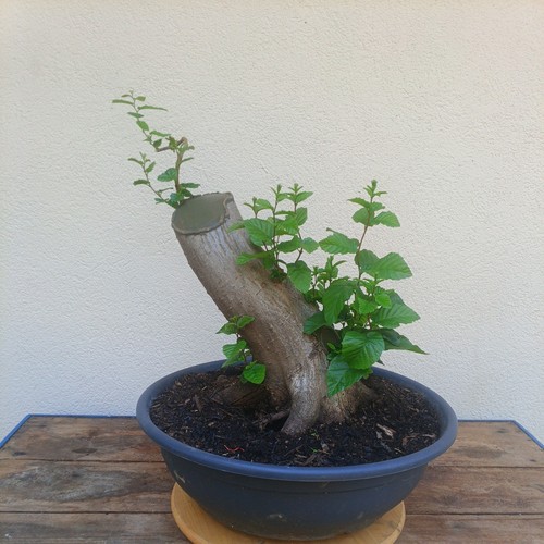 Bonsai xxl carpino - bonsai,