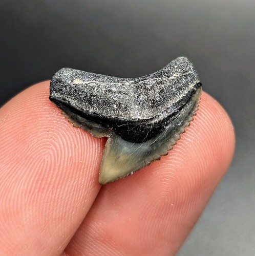 Splendido dente squalo - splendido,