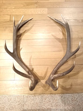 coppia di corna palchi di cervo perfettamente simmetrici