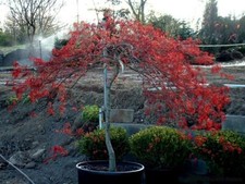 Acero rosso giapponese Acer