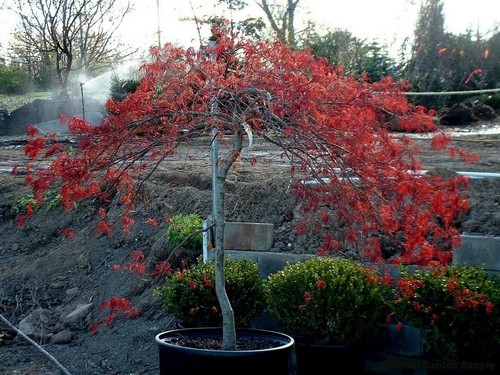 Acero rosso giapponese acer - acero,