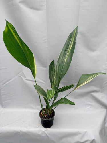 Aspidistra elatior variegata - aspidistra,