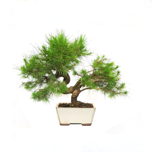 Kentis bonsai pino - pino, di