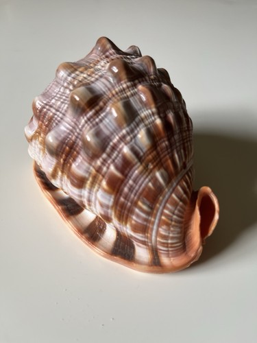 Conchiglia naturale marina