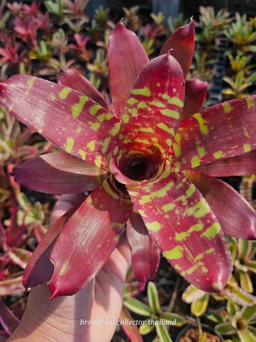 Bromelia neoregelia bambino - neoregelia,