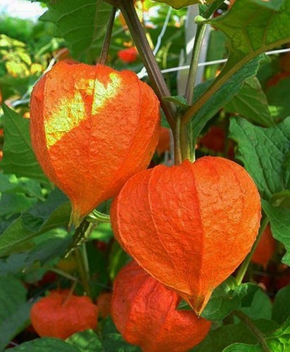 Lanterna cinese physalis - cinese,
