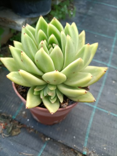 Pianta echeveria miranda - pianta,