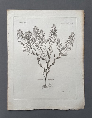Incisione antica botanica - antica,,