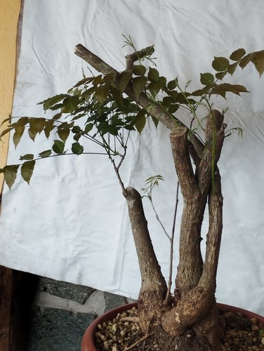 Bonsai glicine 70x30cm in - di,