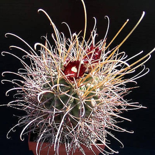 Sclerocactus wrightii raro - sclerocactus,