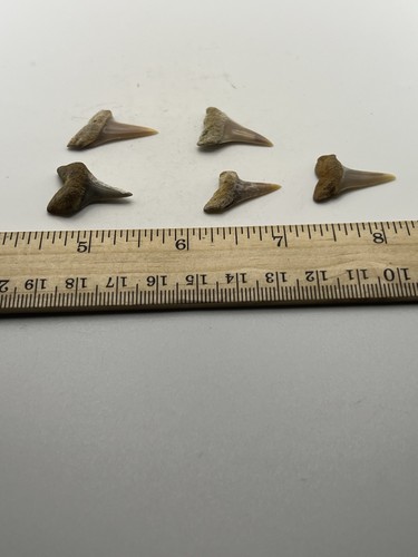 Bakersfield mako denti - bakersfield,