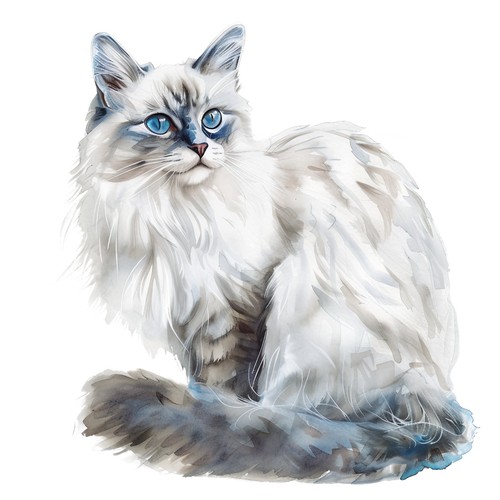 Adesivi ragdoll gatto - 6,