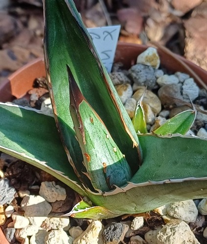 Agave nigra green - x, form`