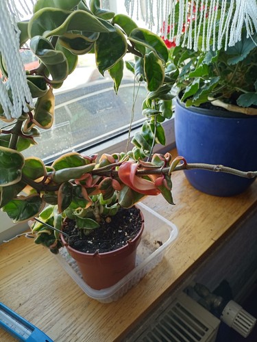 Hoya carnosa compacta - hoya,