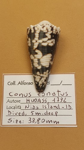 Conus zonatus