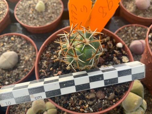 498 sclerocactus cleverae idd - 498,