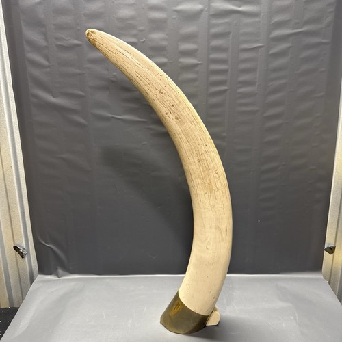 Zanna elefante replica - elefante,