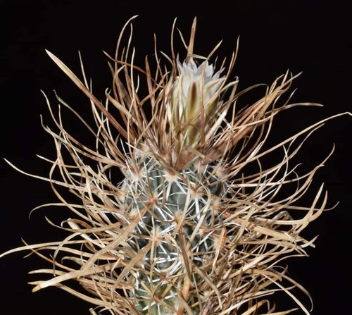 Pediocactus papyracantha
