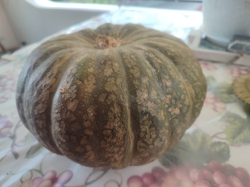 Semi bio zucca - semi,