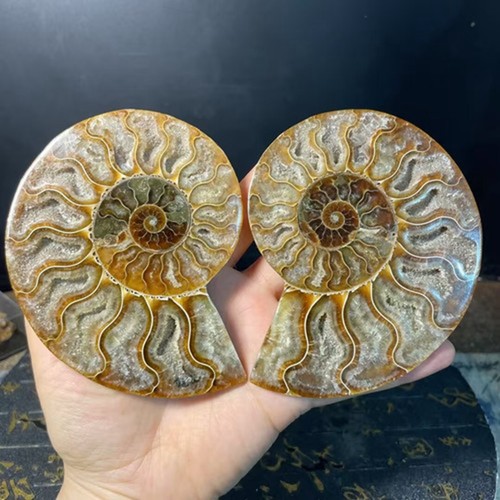 Top ammonite naturale - ammonite, fossile