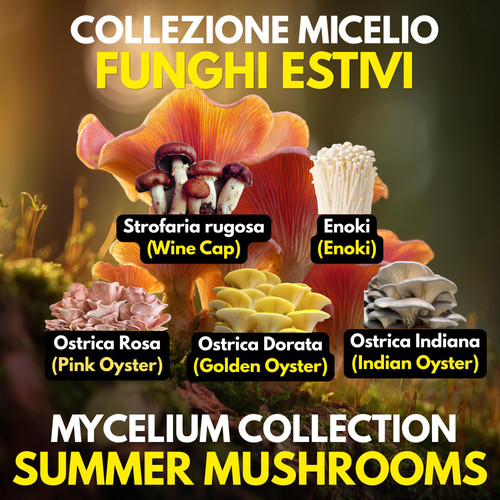 Coltura liquida funghi estivi - coltura,