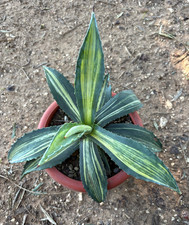 AGAVE AMERICANA STRIATA -