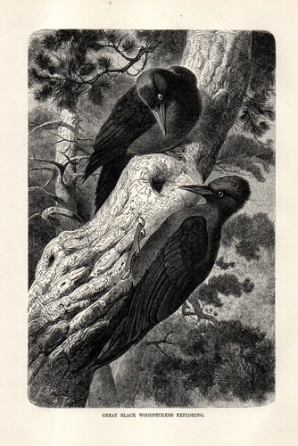Stampa antica 1894 picchio - antica,