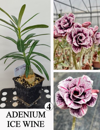 Adenium ice wine rosa di - ice,