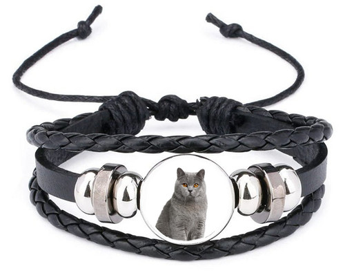 British shorthair grey - shorthair, pet