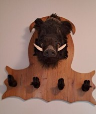 TESTA DI CINGHIALE  TROFEO DI