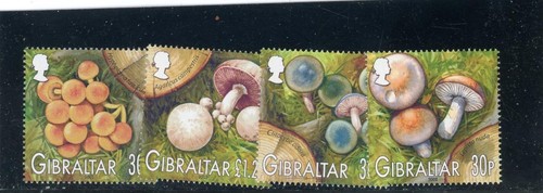Gibilterra 2003 fungi - 2003, #