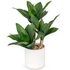 37cm grandi piante grasse - 37cm,