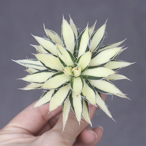 Pianta agave succulenta 6cm - di,