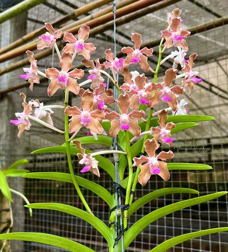 Vanda tessellata rosa - vanda,