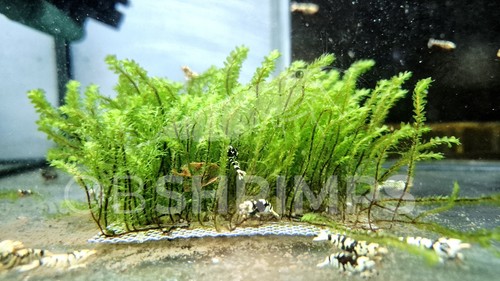 Muschio rare moss - moss, porzione