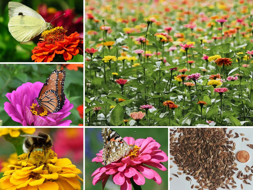1000 semi zinnia liliput - semi,