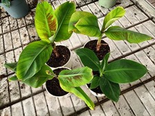 Pianta Banano Musa Cavendish H50