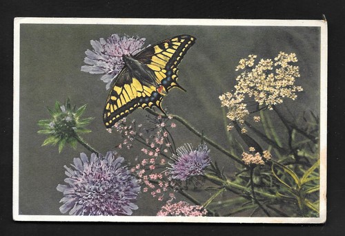 Cartolina papilio machaon - cartolina,